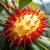 Rambutan – egzotyczny owoc pełen zdrowotnych właściwości