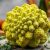 Romanesco – zdrowotne właściwości i sposoby przygotowania warzywa