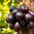 Jabuticaba – zdrowe owoce z Brazylii i ich właściwości zdrowotne