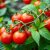 Pomidory cherry: wartości odżywcze i zdrowotne korzyści