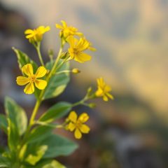 Dziurawiec – właściwości, zastosowanie i wpływ na zdrowie psychiczne